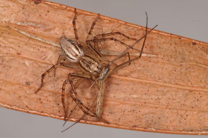 Oxyopes_elegans_D7921_Z_89_North Stradbroke island_Australie.jpg